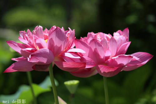 红太阳的诗意味