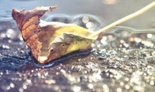 初春小雨的诗意