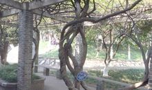 余秋雨：吴江船