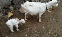 三一向文波：从羊贩子到“中国第一打工仔”