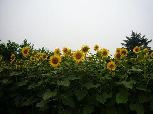 铁木尔：夏令营之歌