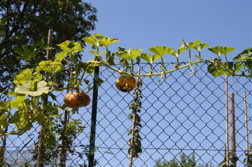 照顾我们的父母