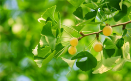 友谊树上只有一种果实，叫做信任