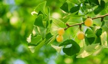 友情这棵树上只有一个果子，叫做信任