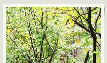 刘湛秋：漫步在凋零的树林