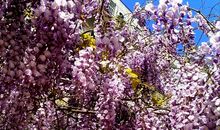 宗璞：紫藤萝瀑布