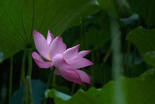 刘占秋：雨的四个季节