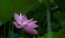 刘湛秋：雨的四季