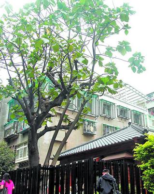 梁世秋：回顾青岛