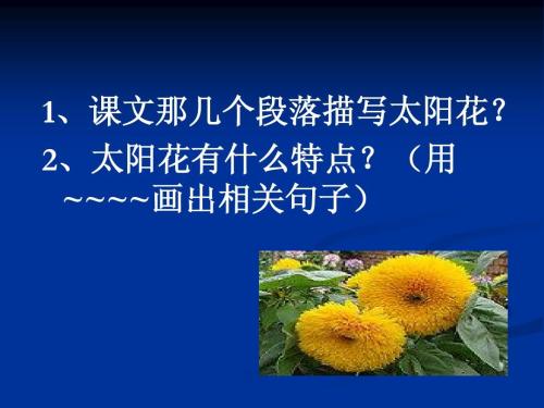 描述向日葵的一段