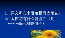 描写太阳花的段落