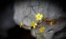 王蒙：人生即燃烧