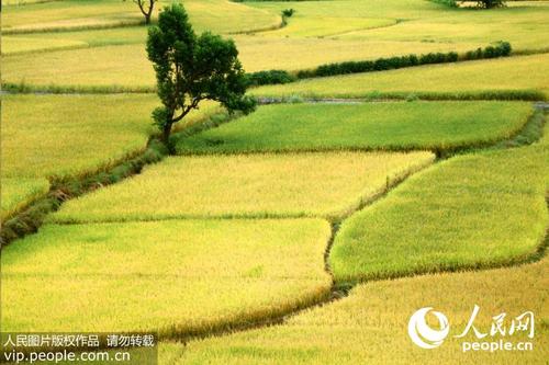 描述乡村生活的大部分