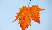 描写梧桐树的好句