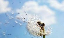 一粒种子，可以无声无息地在泥土里腐烂掉，也可以长成参天大树仿写