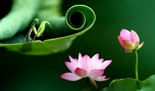 励志名言：每一发奋发奋的背后，必有加倍的赏赐