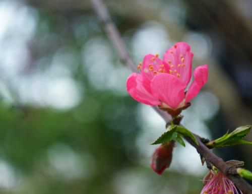 描述桃树的句子