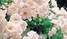 《蔷薇花与十字架》读后感