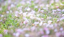 世上所有的福气，都是你积攒的善良和努力