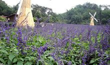 描写熏衣草的段落