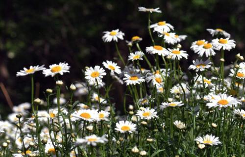戴望舒：当天空晴朗时