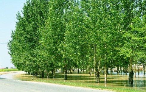 美丽的句子描述杨树