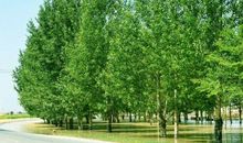 描写杨树的优美句子