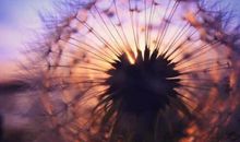 经典语录：人生就像蒲公英，看似自由，却身不由己