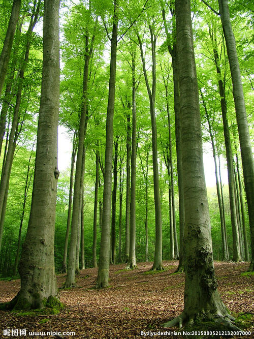 描述树林的句子