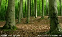 描写树林的句子