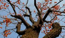 描写柿子树的句子