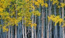 描写树的优美句子