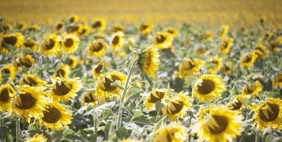 泰戈尔：假期的准备