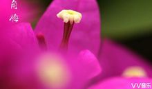 经典语录：纵使这世间再过繁花似锦，也抵不过你的回眸一笑