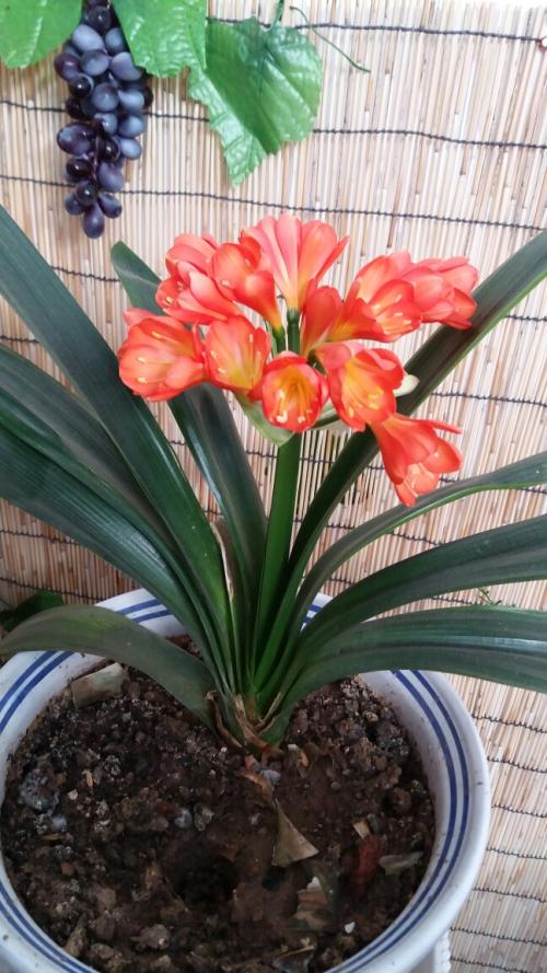 描述君子兰的句子