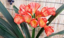 描写君子兰的句子