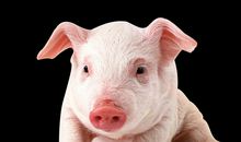 我家的“丁好肥”作文