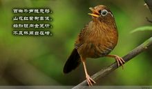 描写动物的古诗