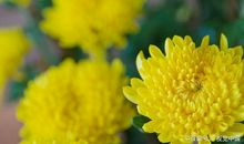 描写秋天花的段落