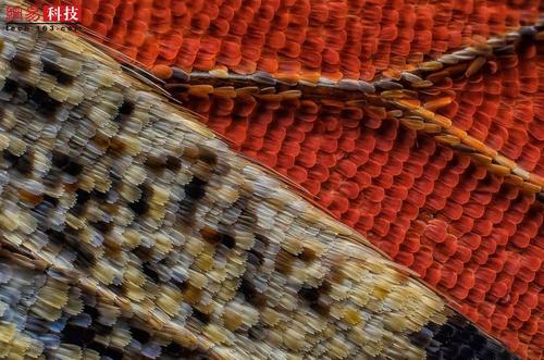 令人眼花sentence乱