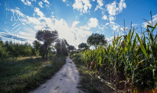 漫步在村庄入口处的树是故乡的旗帜