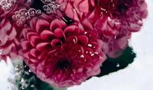 生活本来就是鲜花和荆棘并存