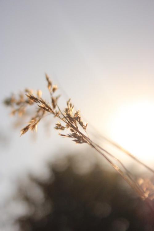 审美意境阳光句