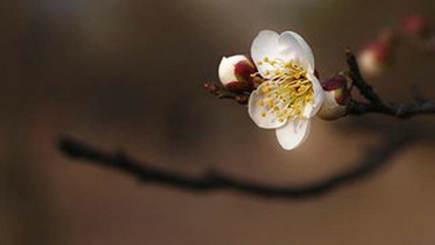 人会来，他们会离开，这个世界已经转世1