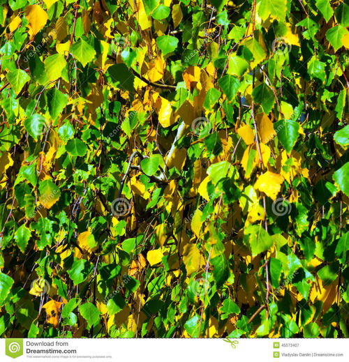 描述夏天树木的句子