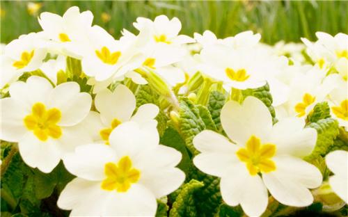 一段描述百合的好段落