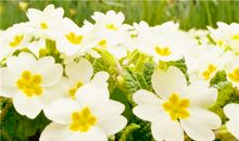 描写百合花的好段