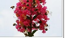 描写紫薇花的句子