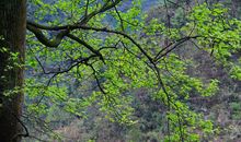描写雨后乡村的句子