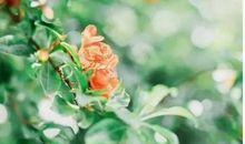 描写夏天的风的诗句